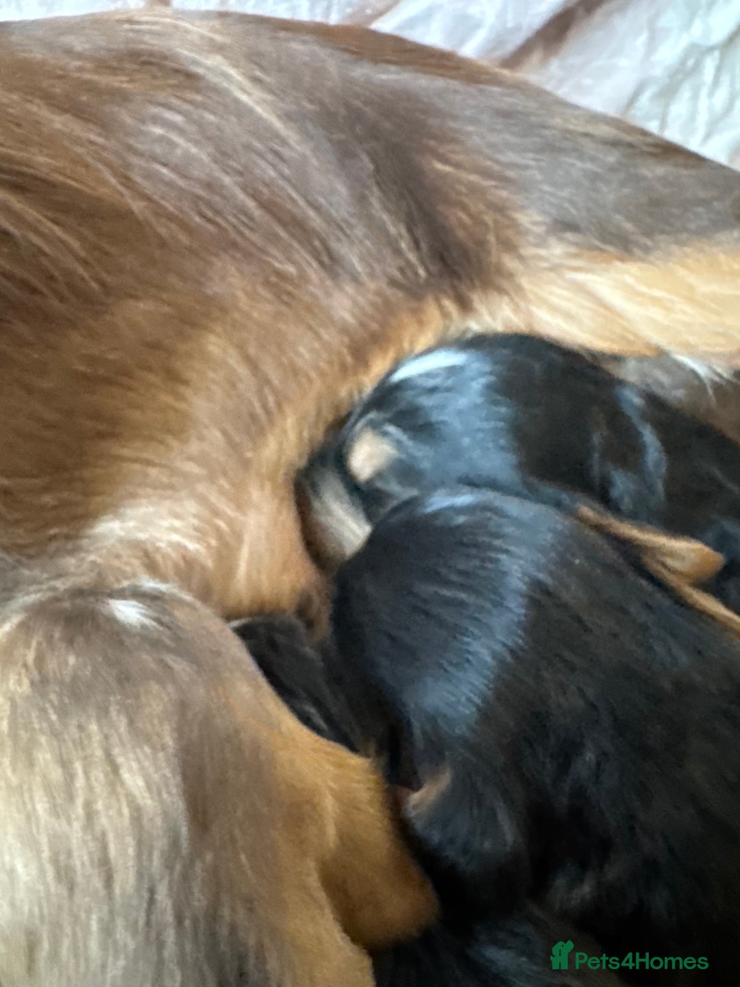 Cocker Spaniel dogs for sale: Kc reg show type cocker spaniel puppies  - Image 5