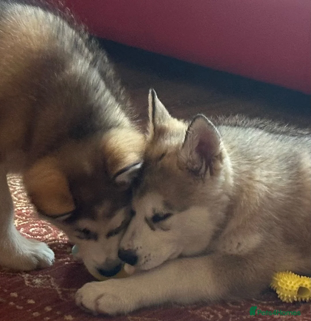 Alaskan Malamute dogs for sale: Female pure Alaskan Malamutes  - Advert 1