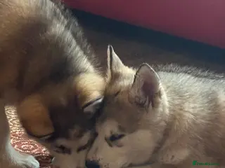 Alaskan Malamute dogs Female pure Alaskan Malamutes - Advert 5