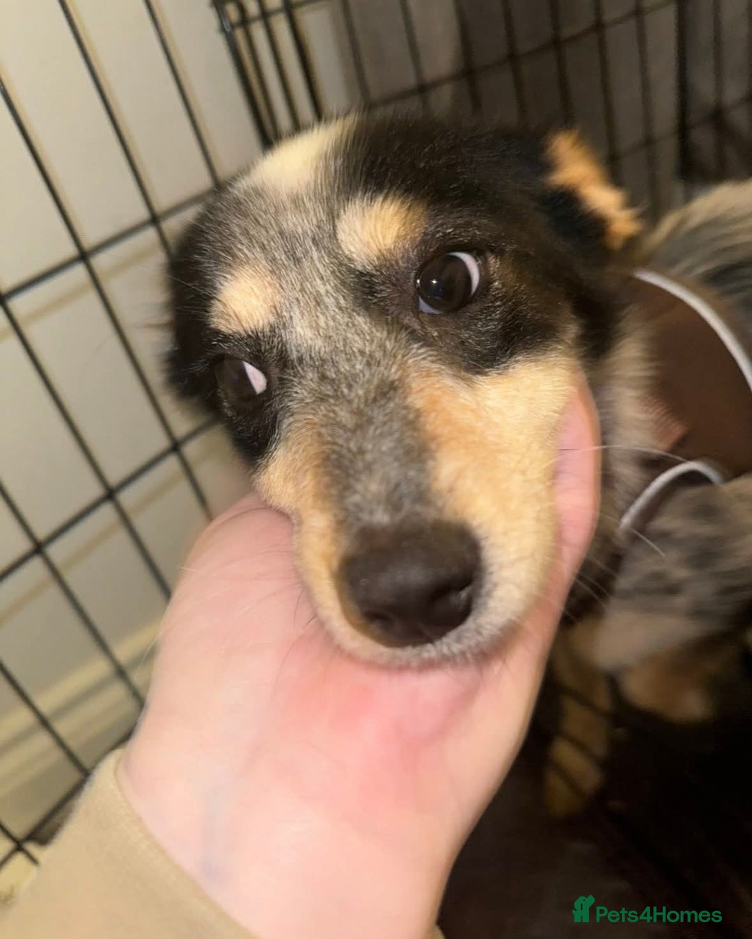 Mixed Breed dogs for adoption: 🌸 Meet Marnie 🌸 - Advert 4