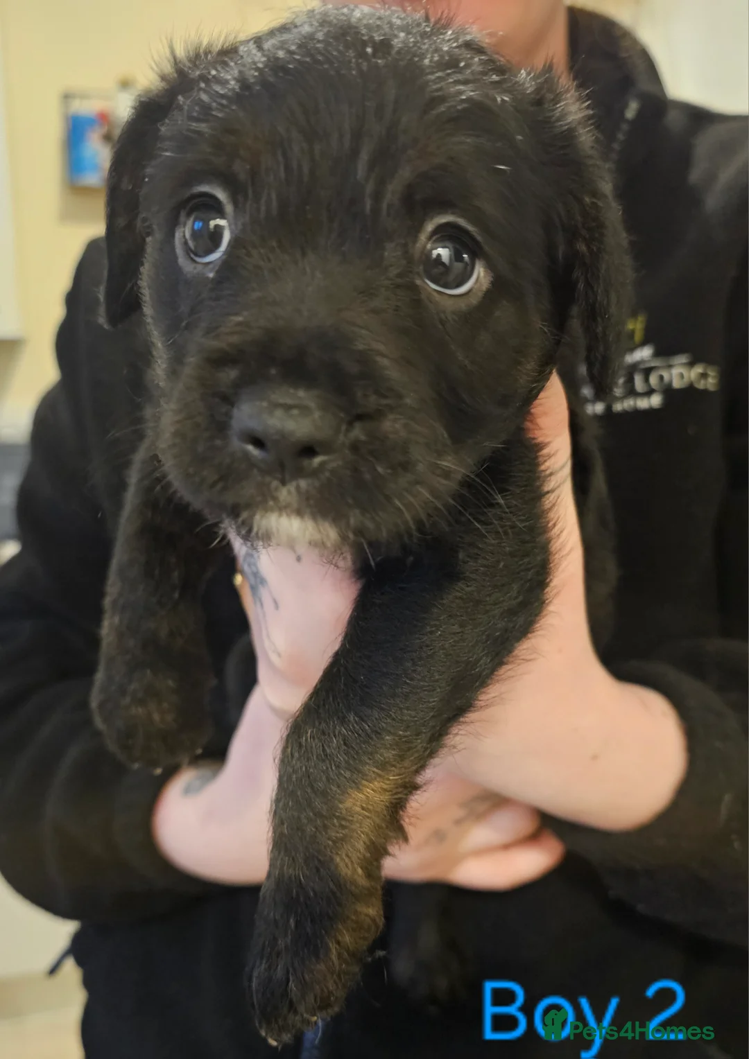 Mixed Breed dogs for sale: Froodle puppies  - Advert 12