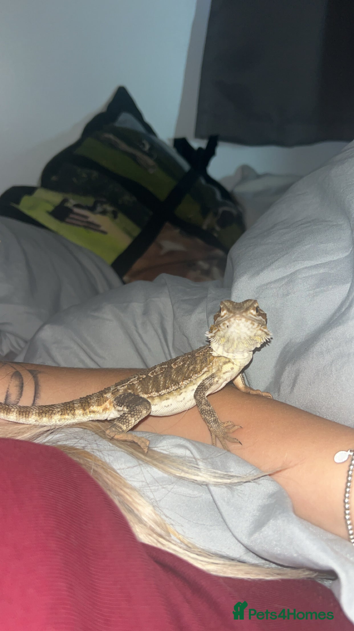 Bearded Dragon reptiles 6month old bearded dragon  - Advert 3