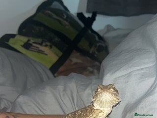 Bearded Dragon reptiles 6month old bearded dragon - Advert 3