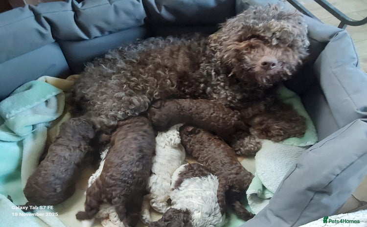 Lagotto Romagnolo dogs Beautiful KC Registered Lagotto Romagnolo Puppies - Advert 1