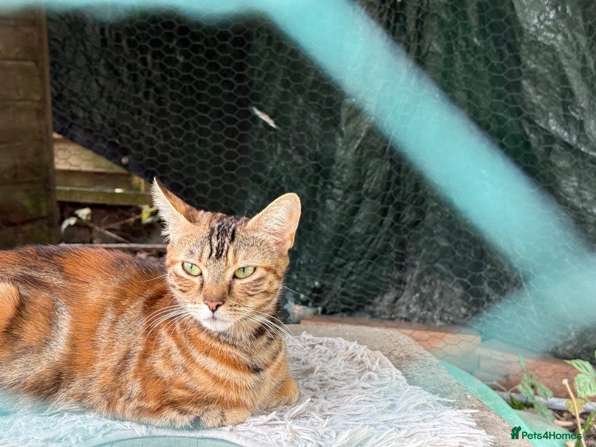 Brazilian Shorthair cats Mixed bred kittens - Advert 2