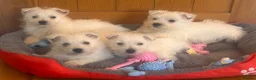 West Highland Terrier dogs for sale: Beautiful West Highland Puppies - Advert 12
