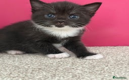 British Shorthair cats for sale: British short hair cross  - Image 4