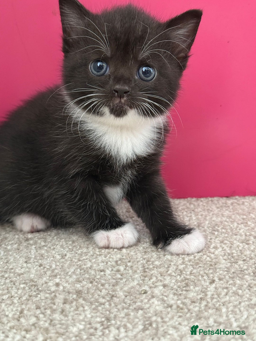 British Shorthair cats for sale: British short hair cross  - Image 4