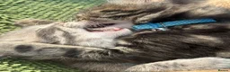 Mixed Breed cats for sale: Gorgeous Grey / Blue Girls  - Advert 4