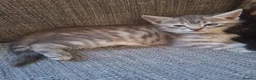Mixed Breed cats for sale: 2 litters of 2 mommy in Preston - Advert 21