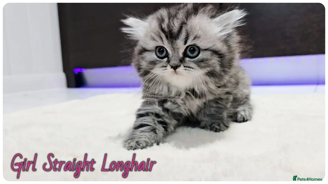 Scottish Fold cats for sale: Scottish fold - Advert 1