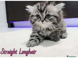Scottish Fold cats Scottish fold - Advert 1