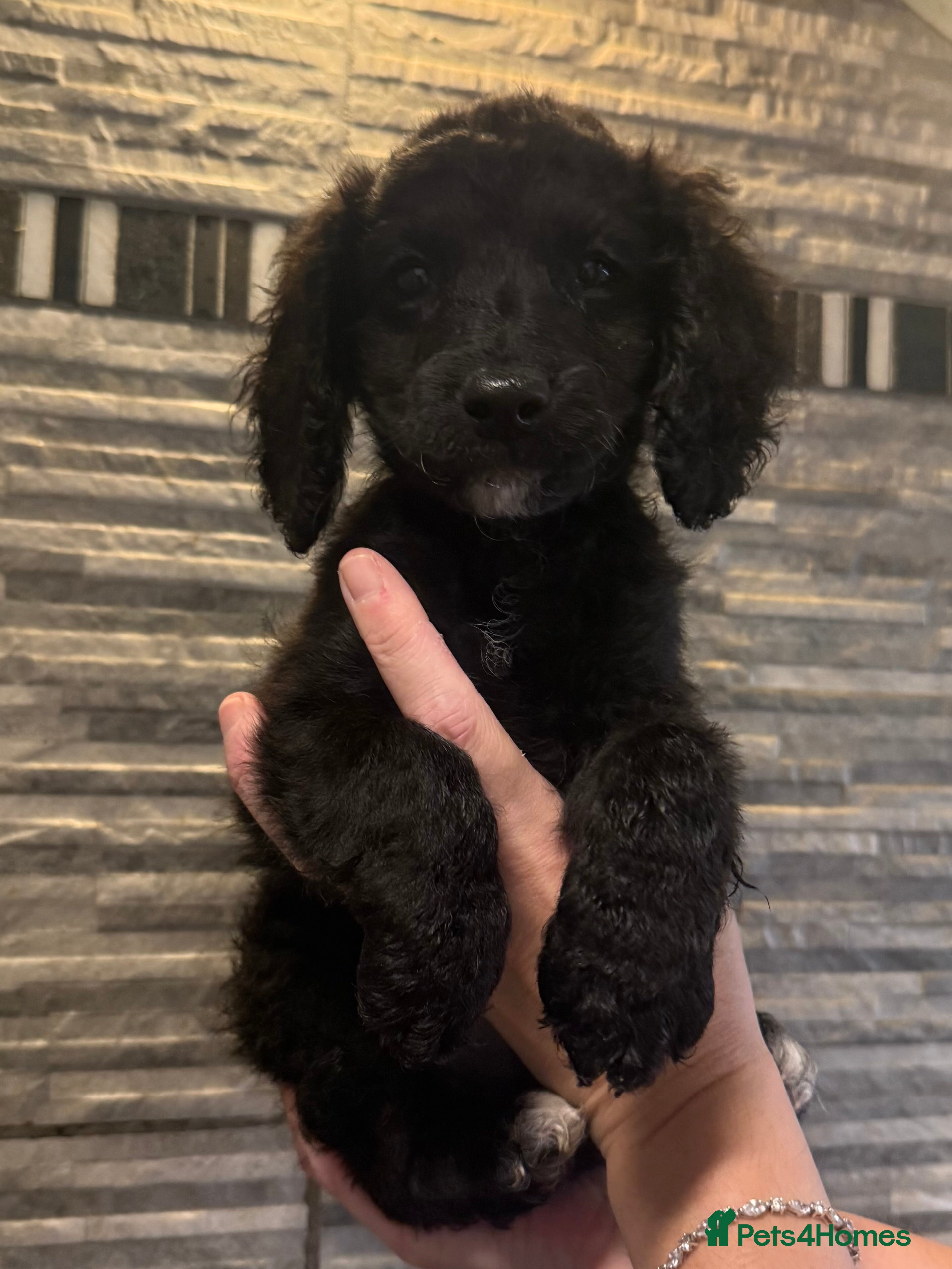 Mixed Breed dogs  🐾 2 PUPS LEFT 16 Weeks Cavapoochon Puppies 🐾 - Advert 17
