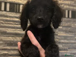 Mixed Breed dogs 🐾 2 PUPS LEFT 16 Weeks Cavapoochon Puppies 🐾 - Advert 17