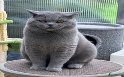 British Shorthair cats for sale: Four tiny heart-stealers looking for loving home - Image 15