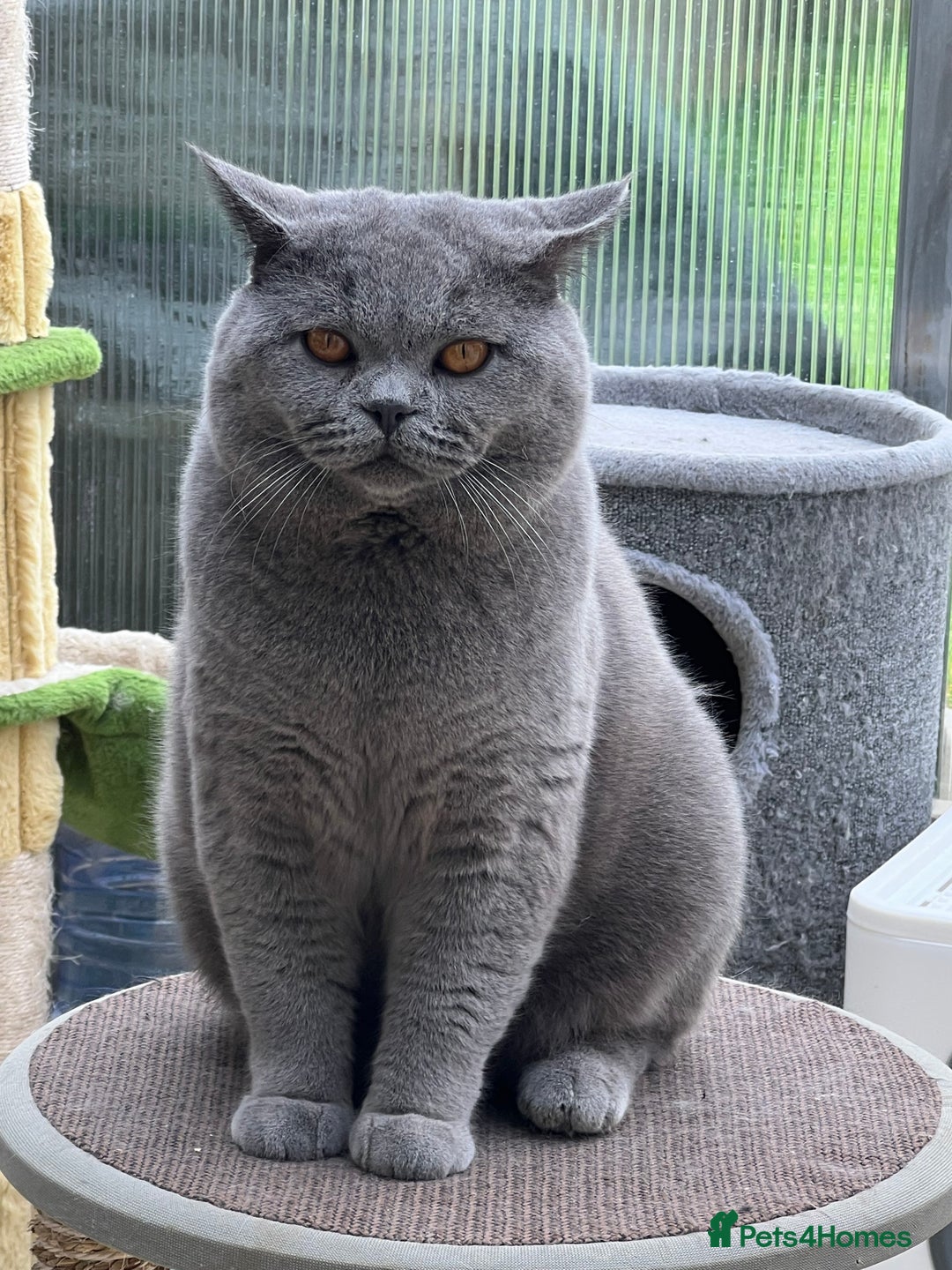British Shorthair cats for sale: Four tiny heart-stealers looking for loving home - Image 15