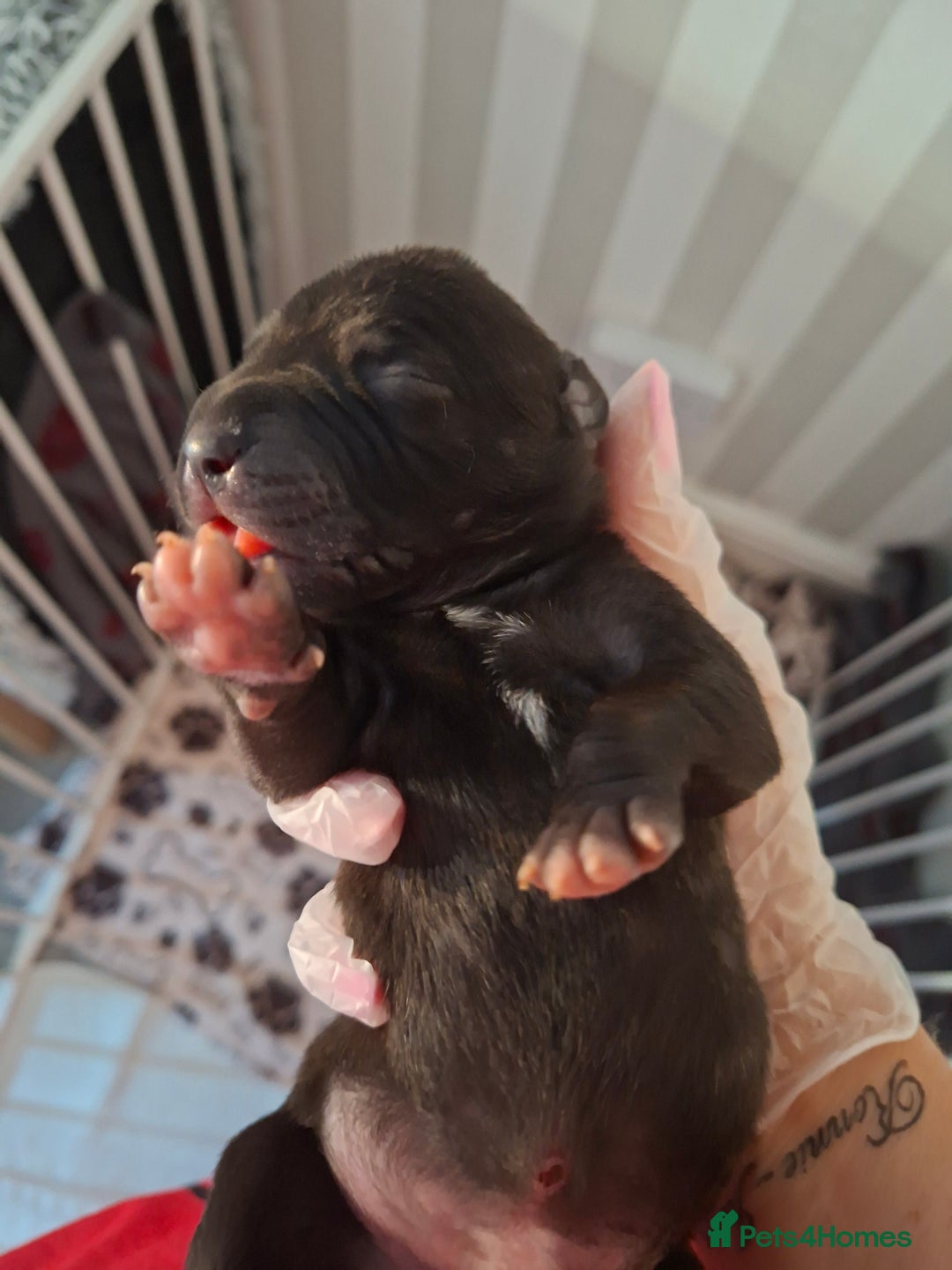Staffordshire Bull Terrier dogs for sale: Staffy pups ready 26th august 2 brindle 3 blue - Image 26