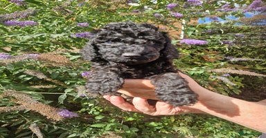 Cockapoo dogs - Advert 6
