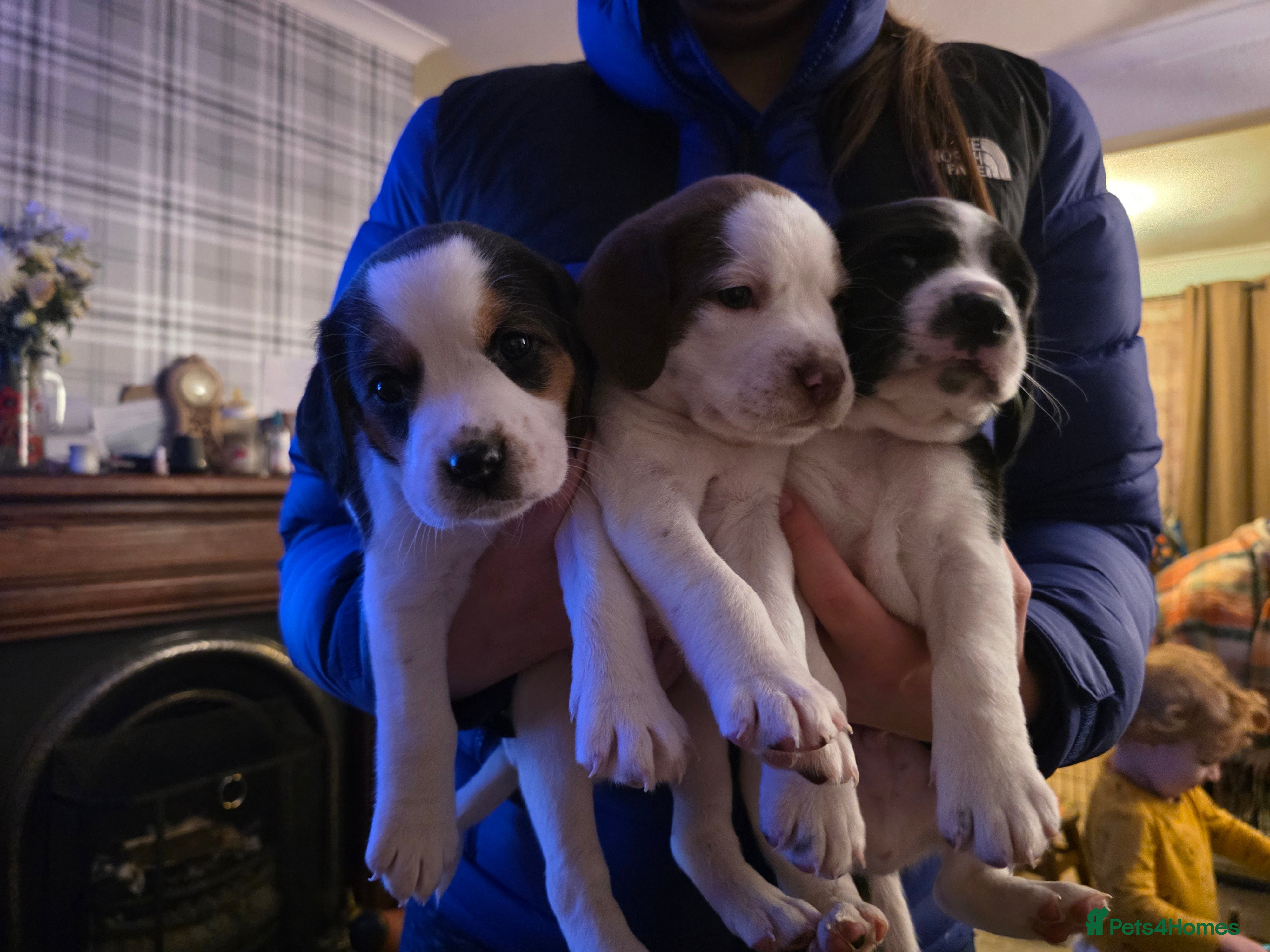 Mixed Breed dogs Spreagle puppies - Advert 2