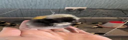 Chickens poultry for sale: Cuckoo and Black Polish chicks and fertile eggs!  - Advert 3