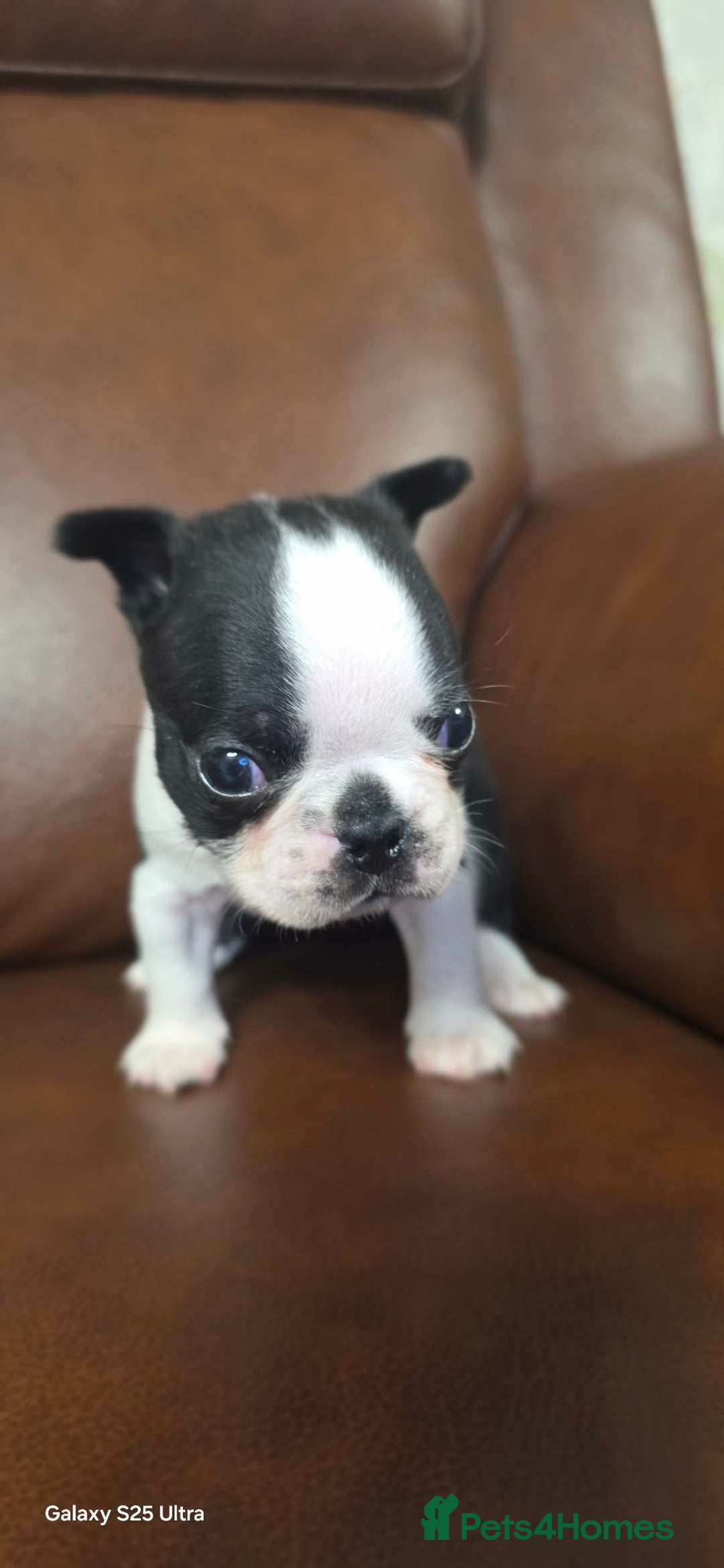 Boston Terrier dogs for sale: WILDAX KC REGISTERED PUPPIES - Advert 4
