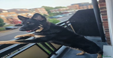 German Shepherd dogs - Advert 4