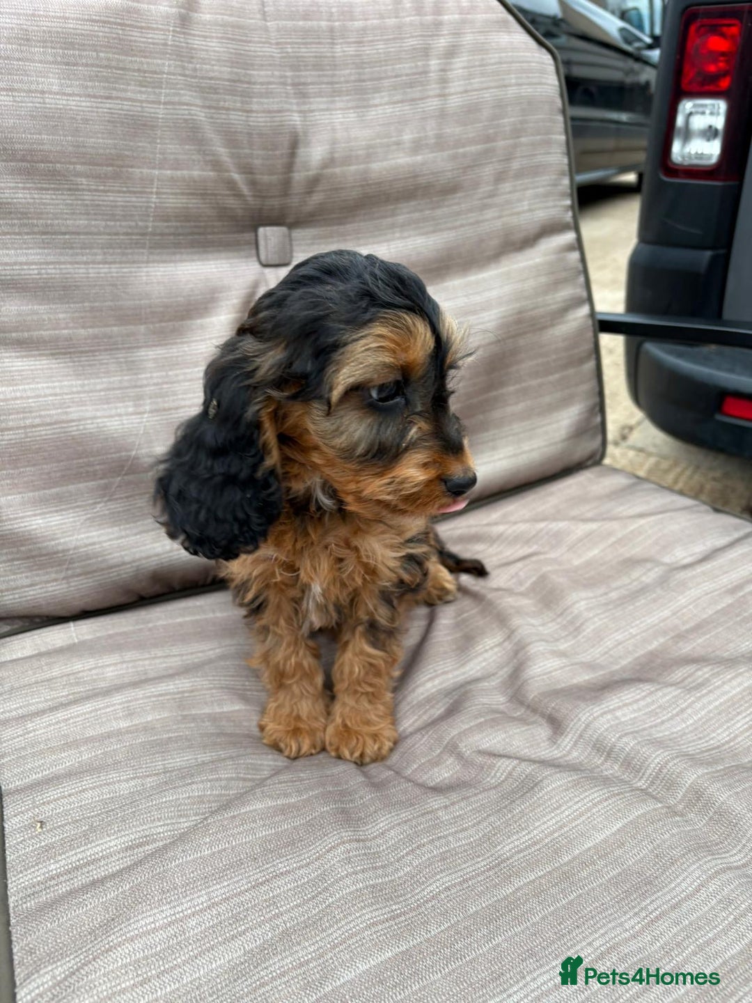 Cockapoo dogs for sale: Cockapoo  - Image 3