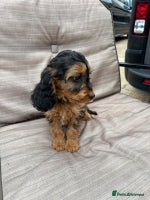 Cockapoo dogs - Advert 12
