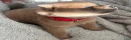 Chow Chow dogs for sale: Beautiful fawn smooth  - Advert 6