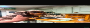 Miniature Dachshund 1