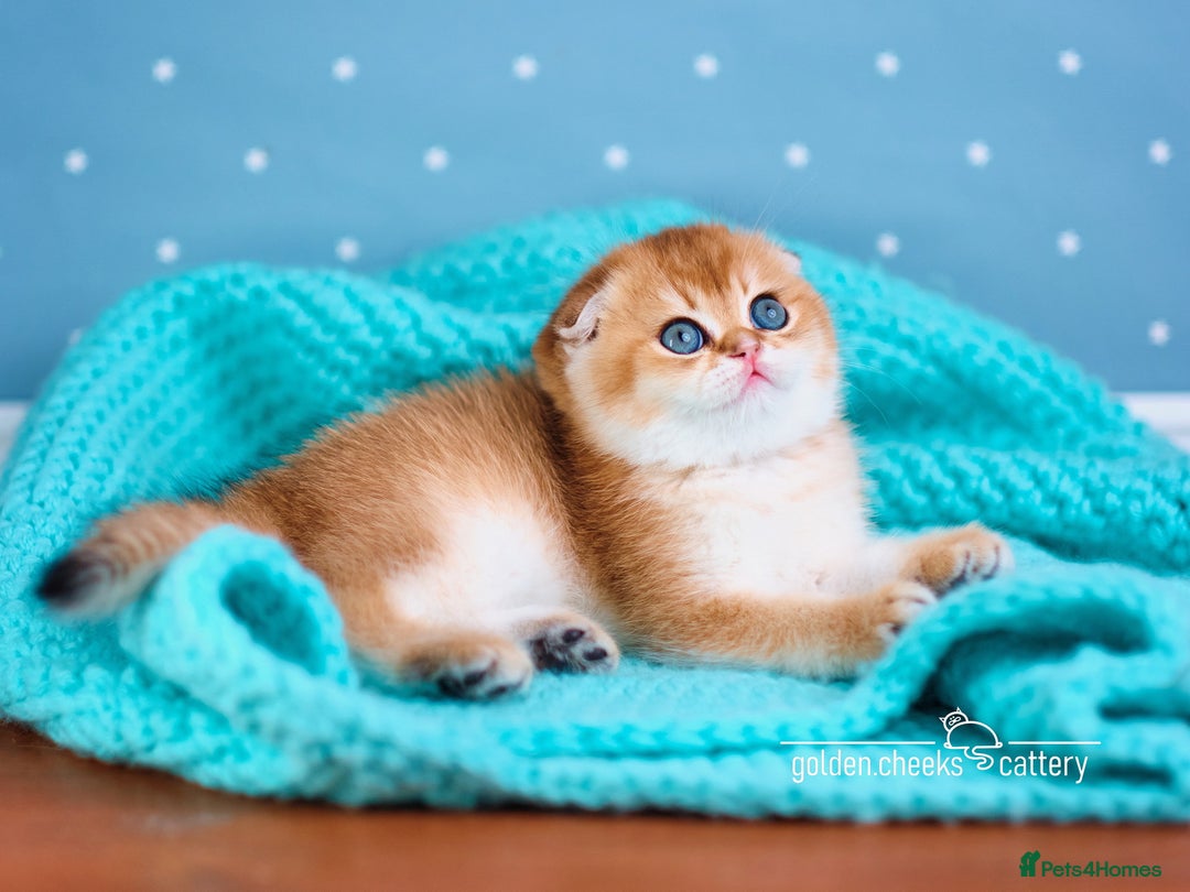 Scottish Fold cats for sale: Show Quality Scottish Kittens - Advert 2