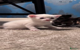 Domestic Shorthair cats for sale: 4 beautiful kittens  - Image 9
