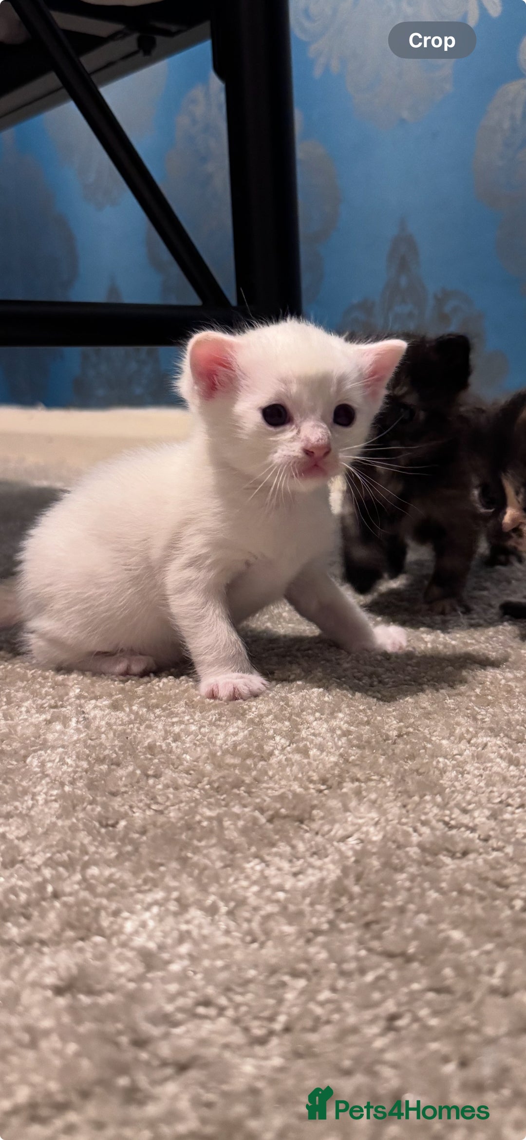 Domestic Shorthair cats for sale: 4 beautiful kittens  - Image 9