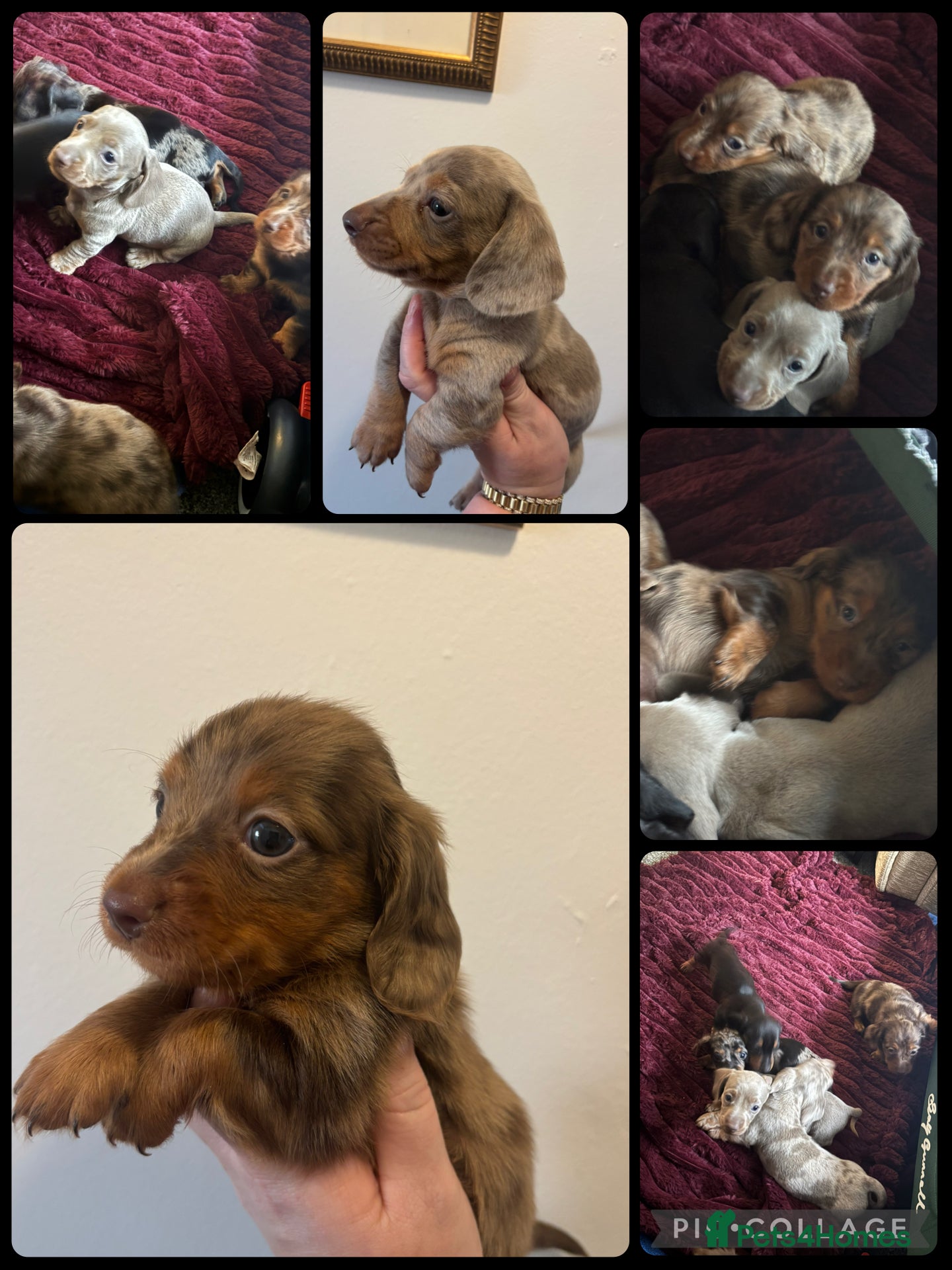 Miniature Dachshund dogs Miniature dachshund - Advert 3