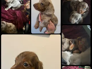 Miniature Dachshund dogs Miniature dachshund - Advert 3