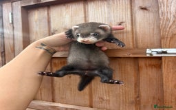 Ferret rodents for sale: 1Hob&jill semi angorasdadspedigree on feritage - Image 5