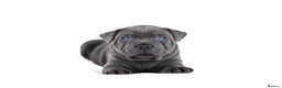 Staffordshire Bull Terrier dogs for sale: 💙KC Staffordshire Bull Terrier puppies 💙 - Advert 31