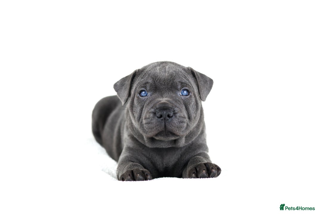 Staffordshire Bull Terrier dogs for sale: 💙KC Staffordshire Bull Terrier puppies 💙 - Advert 31
