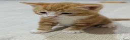 American Shorthair cats for sale: Beautiful American Shorthair Cross Kittens  - Advert 8
