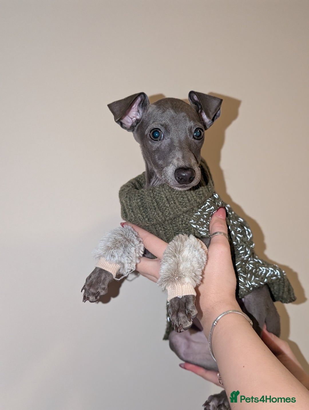 Italian Greyhound dogs for sale: Italian grey hound female  - Advert 1
