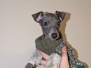 Italian Greyhound dogs Italian grey hound female - Advert 15
