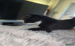 Domestic Shorthair cats for sale: 2 Cute Black Kittens  - Image 3