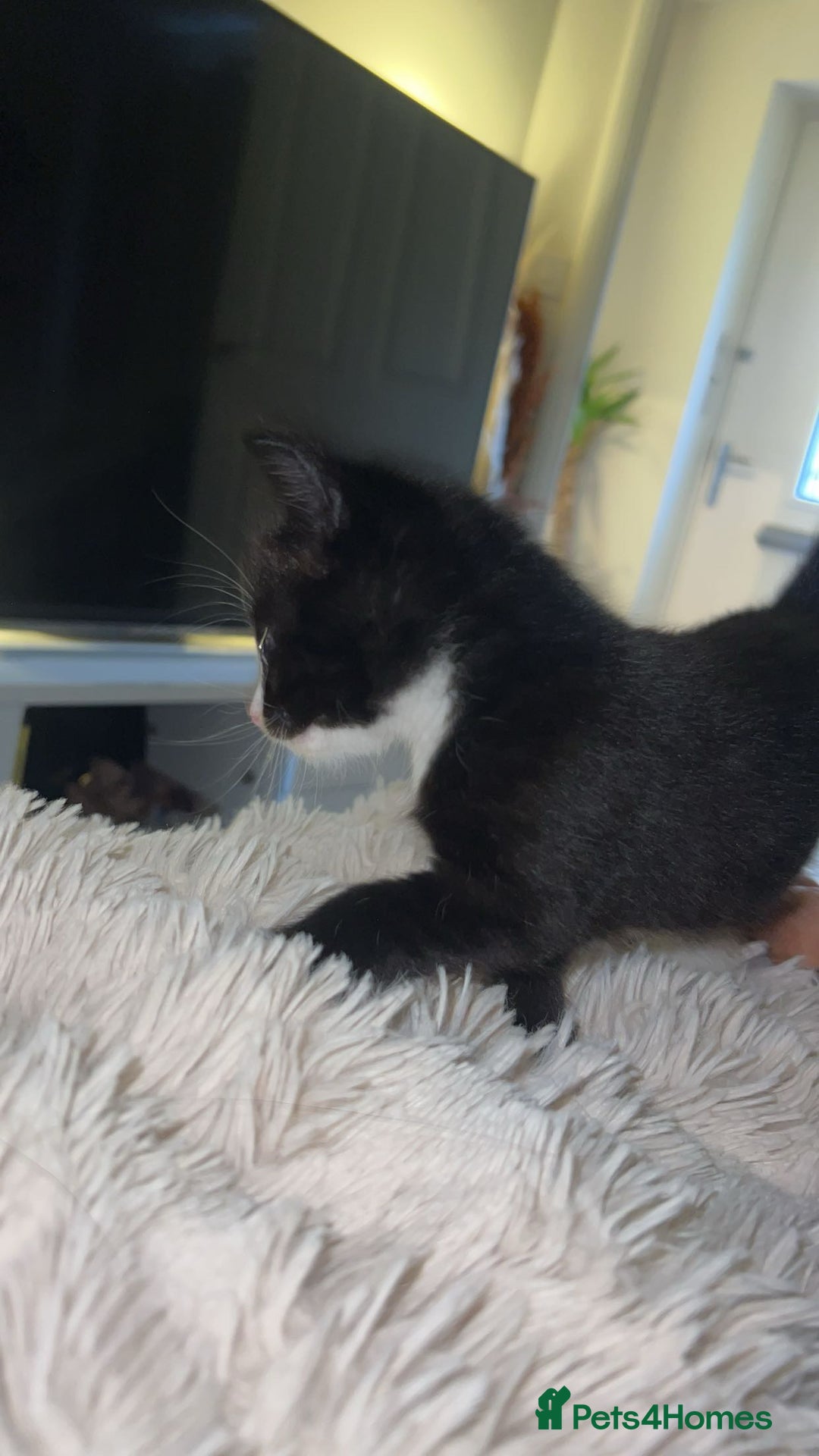 Domestic Shorthair cats for sale: 2 Cute Black Kittens  - Image 3