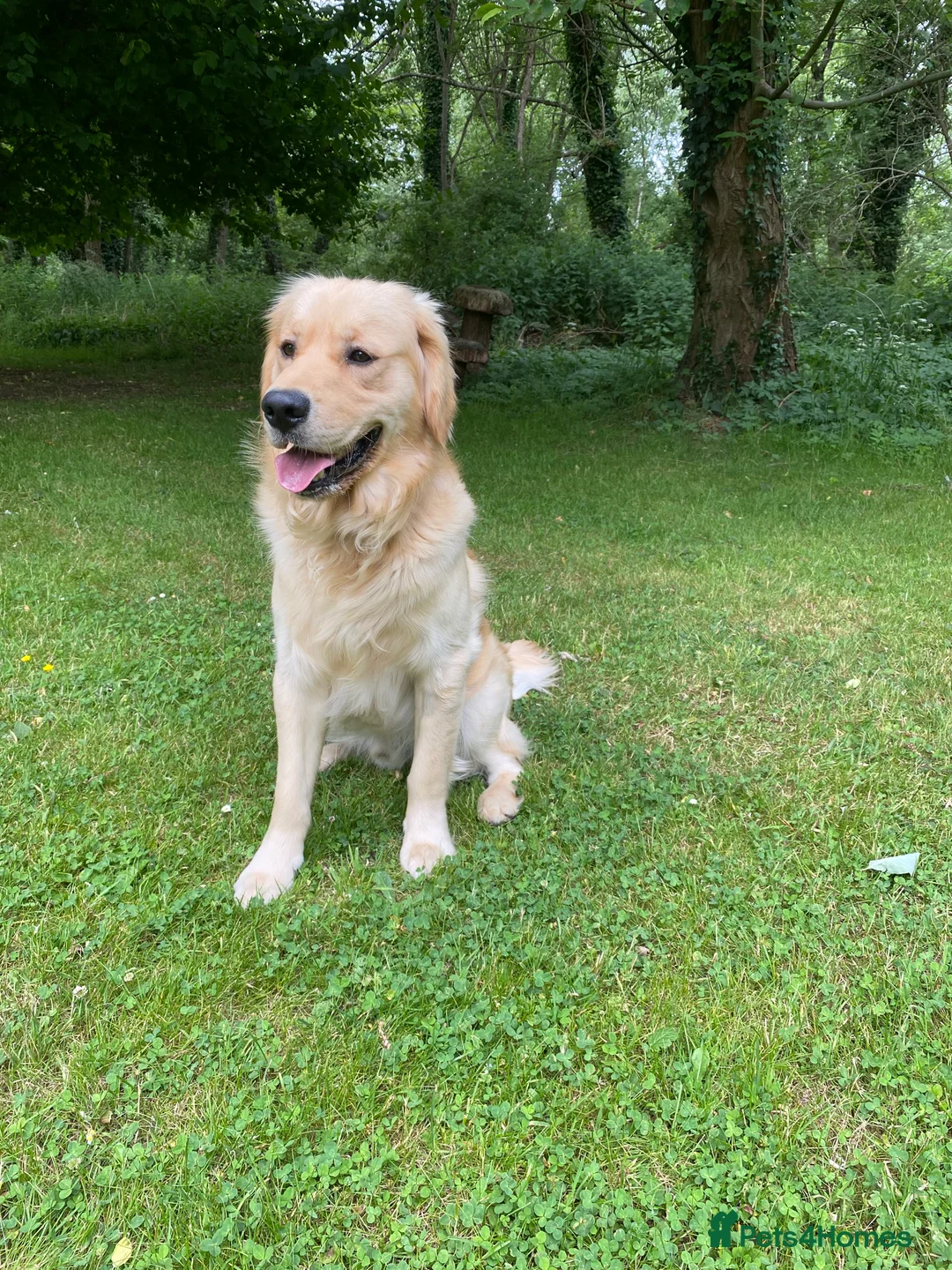 Golden Retriever dogs for sale: 💛🤍 5 Star ⭐️🐶 Golden Retriever Pups 🐶 🌟🤍💛 - Advert 3