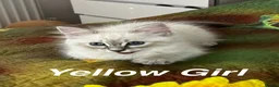 Siberian cats for sale: ❤️6 Beautiful Neva Masquerade x Ragdoll Kittens ❤️ - Advert 13