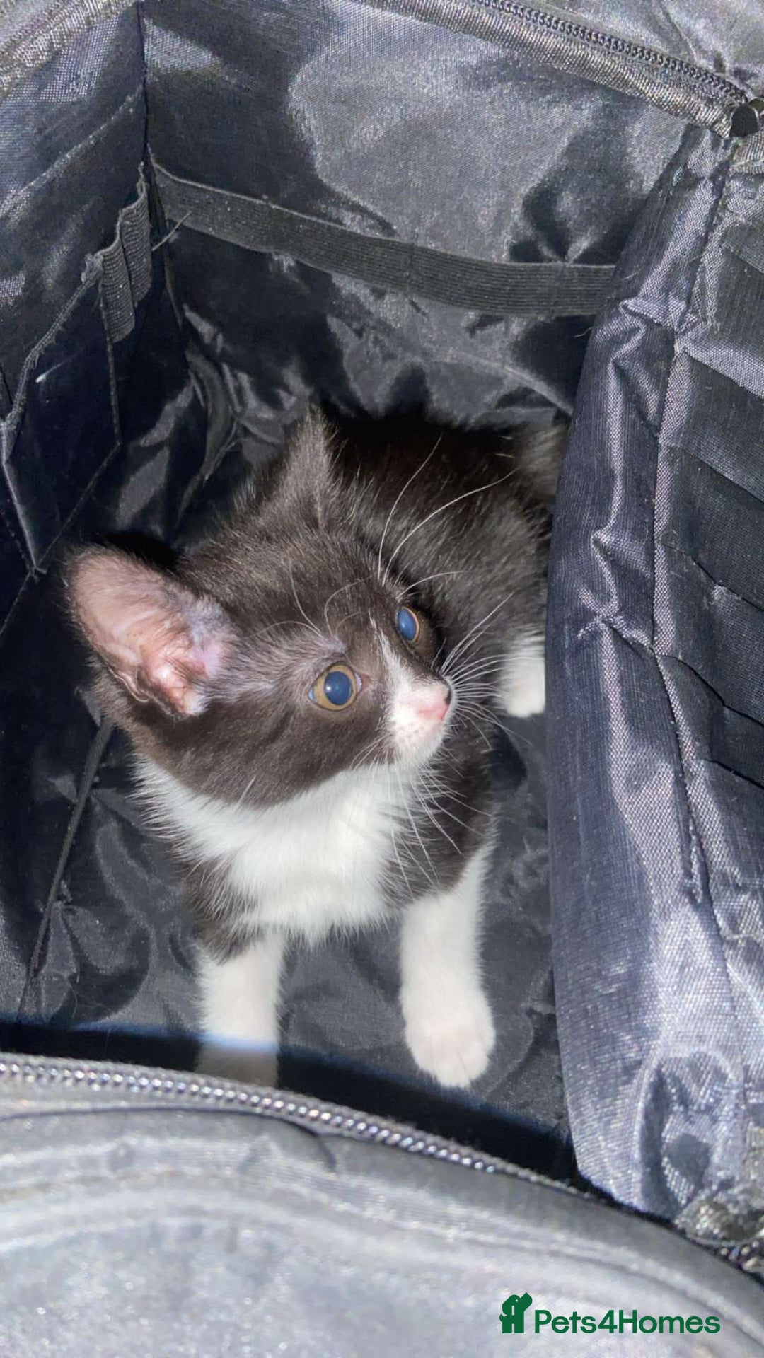 Mixed Breed cats for sale: Beautiful tabby and black and white kittens ready  - Advert 8