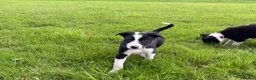 Border Collie dogs for sale: 5 Boarder Collie Puppies 8 weeks ready now in Ashbourne - Advert 5