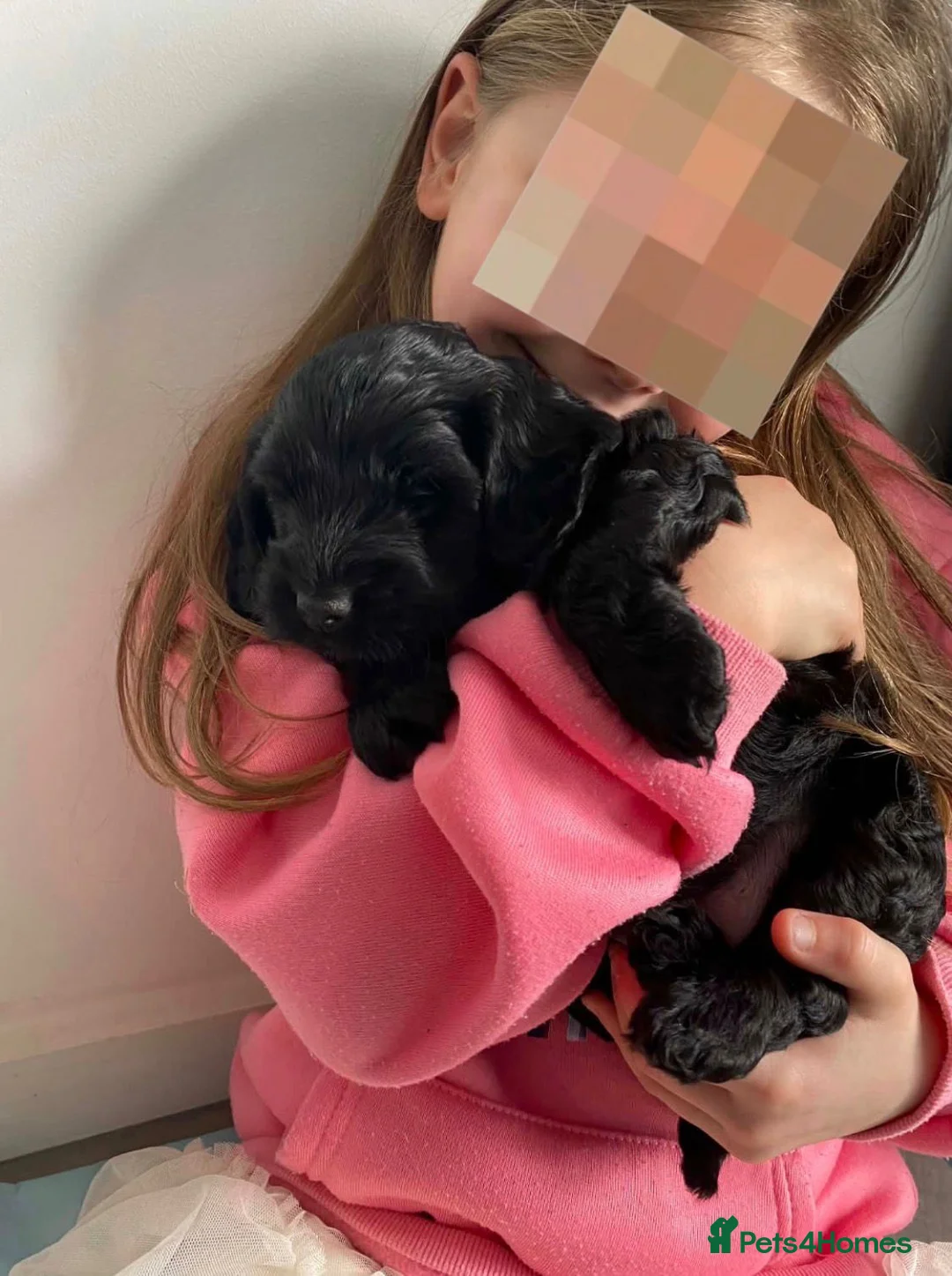 Cockapoo dogs for sale: F1 cockapoos  - Advert 9