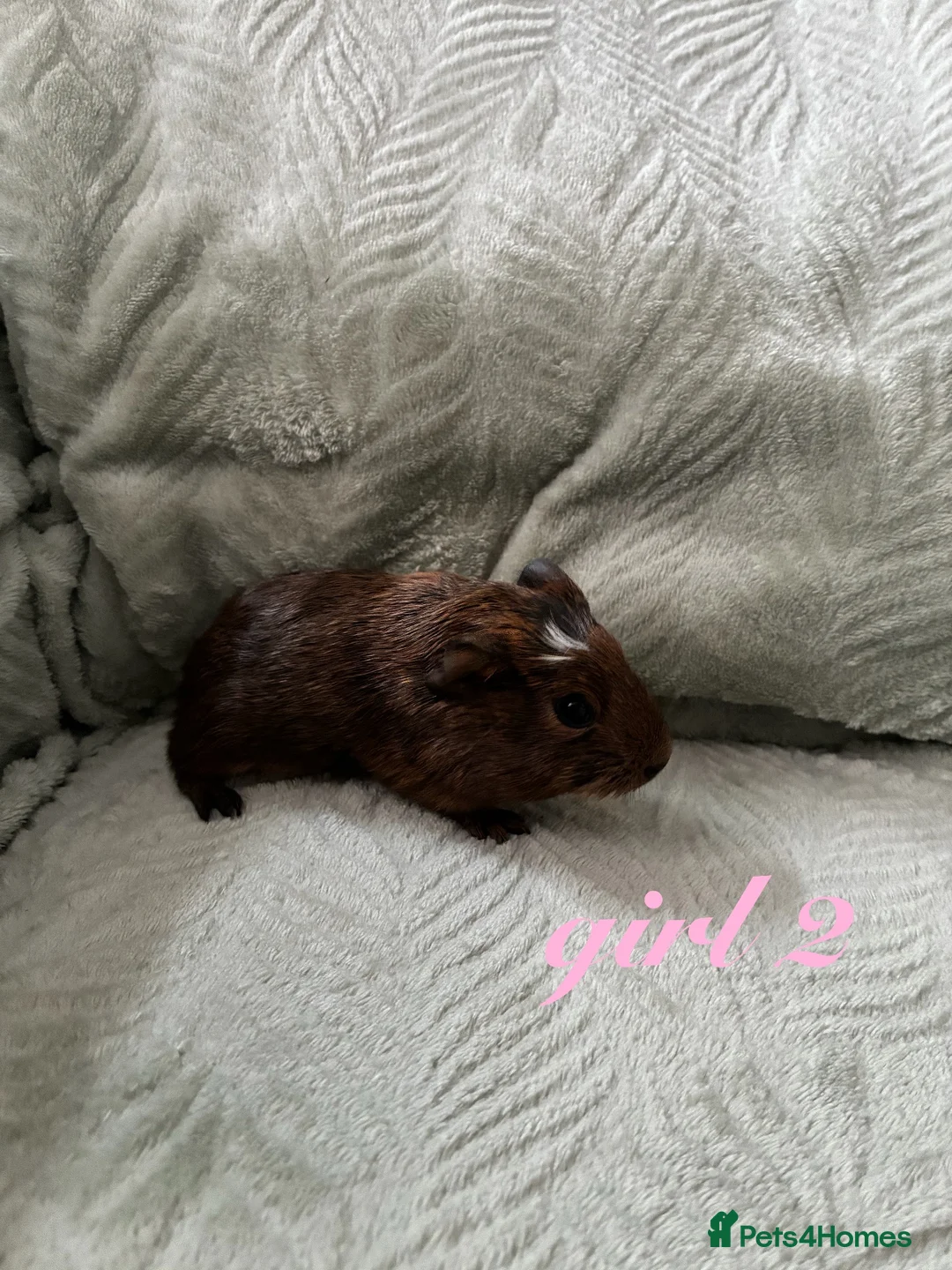Guinea Pig rodents for sale: Adorable baby guinea pigs for sale! - Advert 8