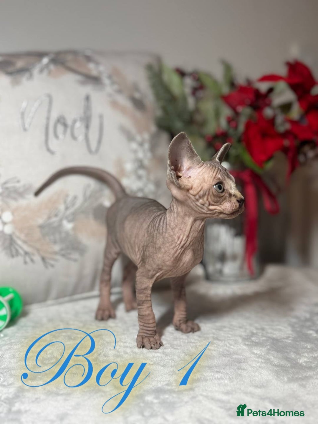 Sphynx cats for sale: Stunning Pedigree Sphynx Kittens - Advert 22